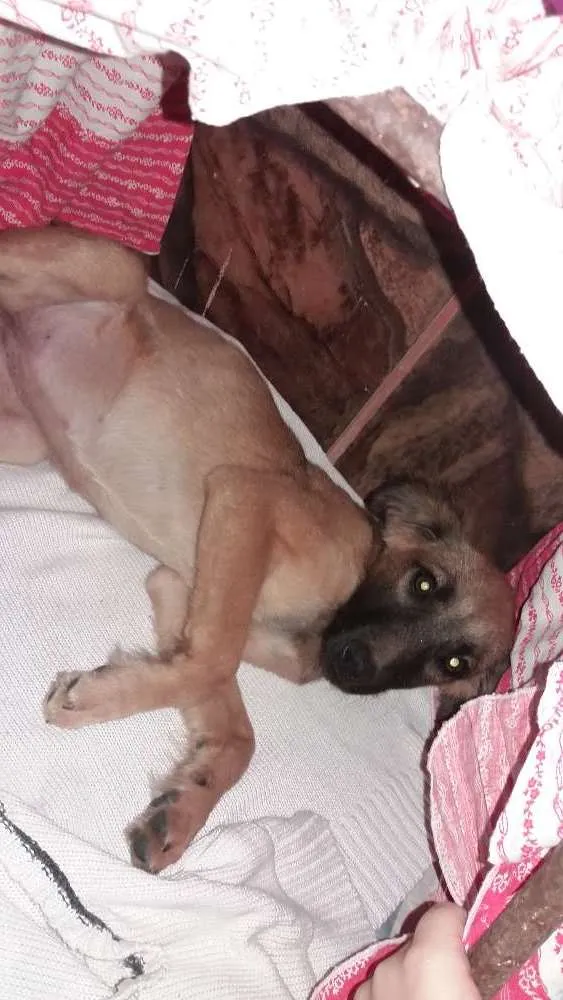 Cachorro raça Vira-lata idade 2 a 6 meses nome Hana