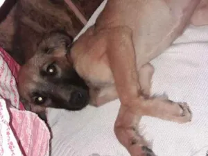 Cachorro raça Vira-lata idade 2 a 6 meses nome Hana
