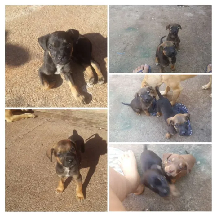 Cachorro ra a Vira lata idade Abaixo de 2 meses nome Sem nomes