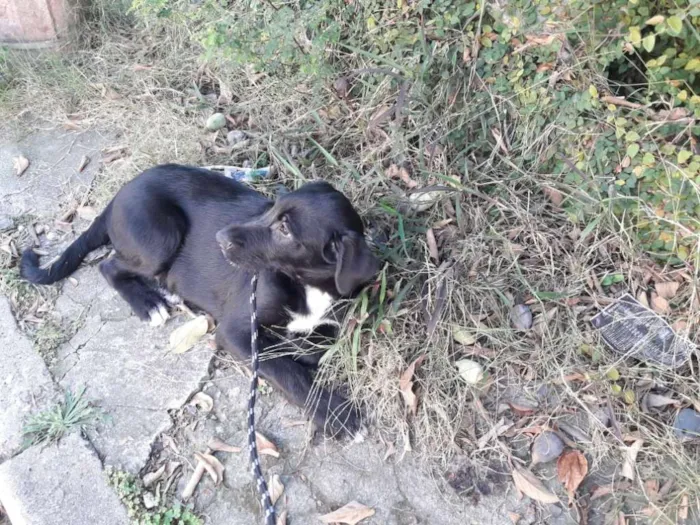 Cachorro ra a sem raça definida idade 2 a 6 meses nome Buce e Bono
