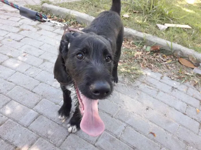 Cachorro ra a sem raça definida idade 2 a 6 meses nome Buce e Bono