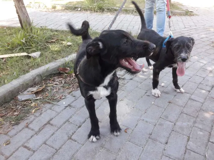 Cachorro ra a sem raça definida idade 2 a 6 meses nome Buce e Bono