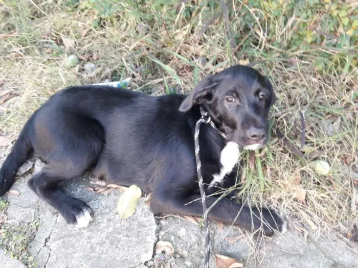 Cachorro ra a sem raça definida idade 2 a 6 meses nome Buce e Bono