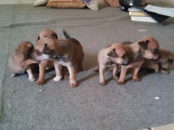 Cachorro ra a  idade Abaixo de 2 meses nome fofo