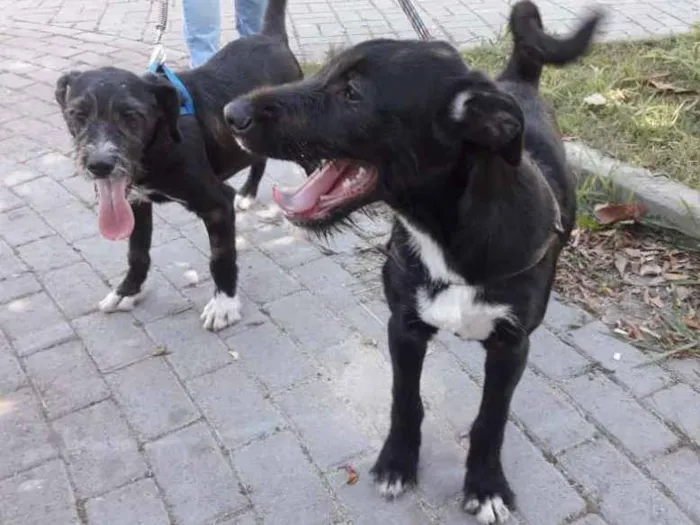 Cachorro ra a sem raça definida idade 2 a 6 meses nome Buce e Bono