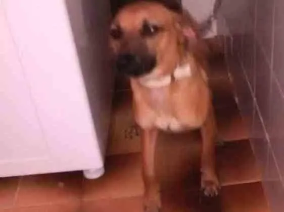 Cachorro ra a Srd idade 7 a 11 meses nome Safira