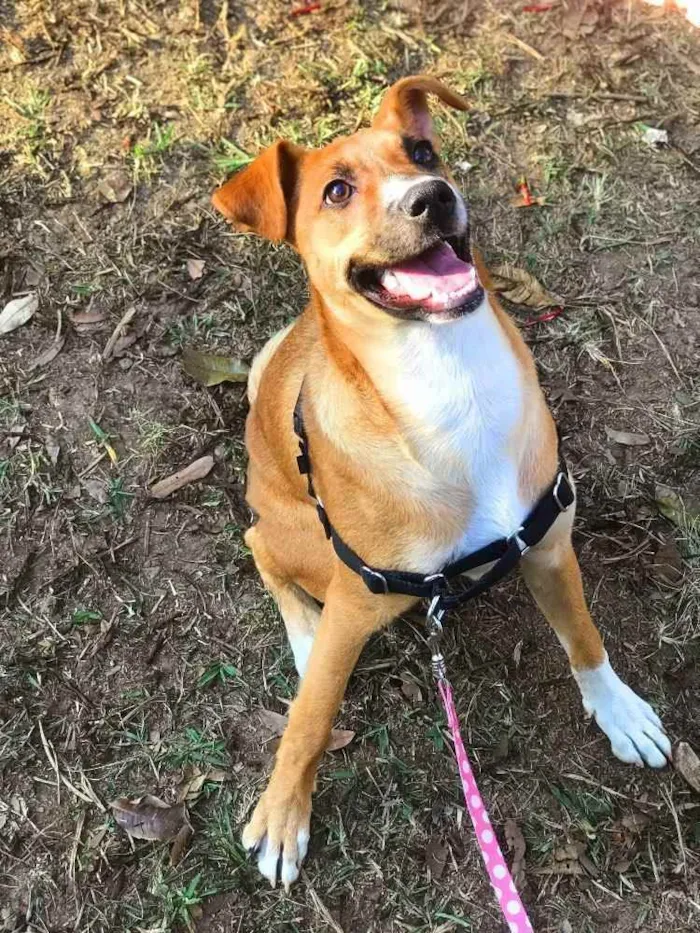 Cachorro raça Sem raça definida idade 7 a 11 meses nome Pupi