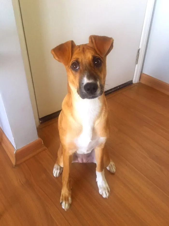 Cachorro raça Sem raça definida idade 7 a 11 meses nome Pupi