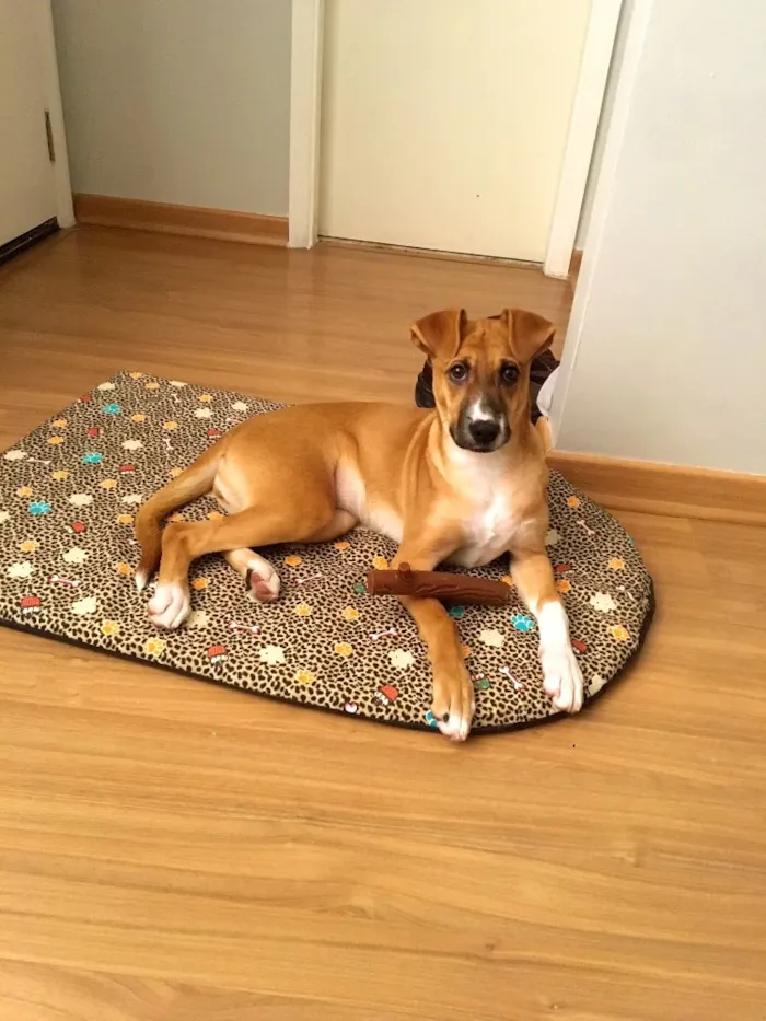 Cachorro raça Sem raça definida idade 7 a 11 meses nome Pupi