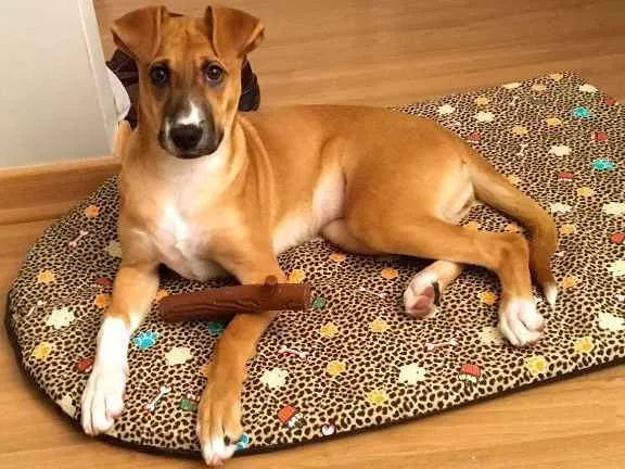 Cachorro raça Sem raça definida idade 7 a 11 meses nome Pupi