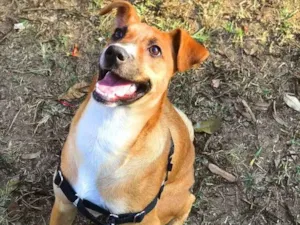 Cachorro raça Sem raça definida idade 7 a 11 meses nome Pupi