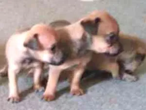 Cachorro raça  idade Abaixo de 2 meses nome fofo