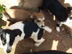 Cachorro raça Vira Lata idade Abaixo de 2 meses nome Filhotes