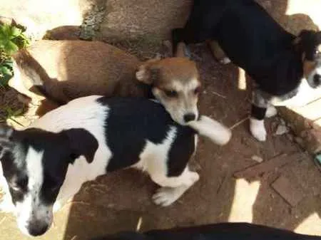 Cachorro ra a Vira Lata idade Abaixo de 2 meses nome Filhotes