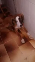 Safira