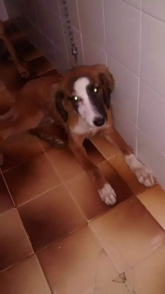 Cachorro ra a Srd idade 7 a 11 meses nome Safira
