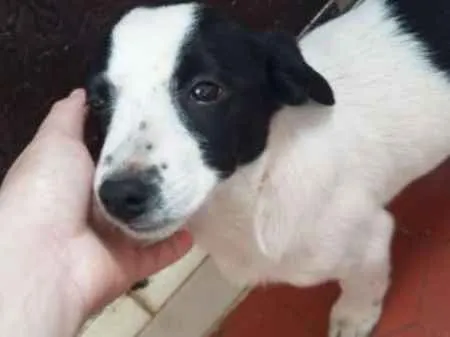 Cachorro ra a Vira Lata idade Abaixo de 2 meses nome Filhotes