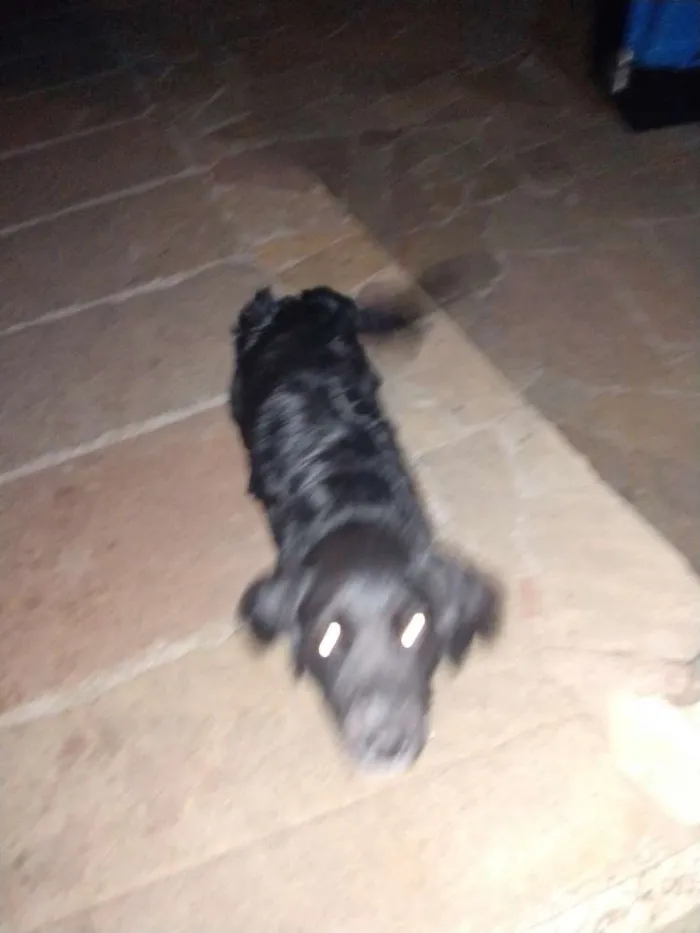 Cachorro raça Tipo collin idade 7 a 11 meses nome Amora
