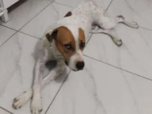 Cachorro raça Pitbull idade 3 anos nome Meg