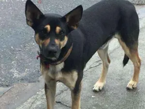 Cachorro raça srd c/pastor idade 2 anos nome s/n