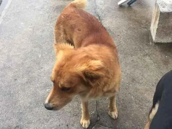 Cachorro ra a srd idade 3 anos nome Lobo