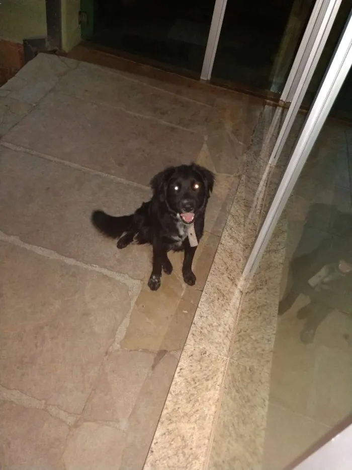 Cachorro raça Tipo collin idade 7 a 11 meses nome Amora