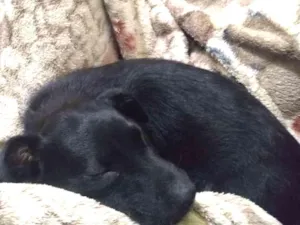 Cachorro raça Srd idade 2 a 6 meses nome Chocolate 