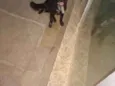 Amora