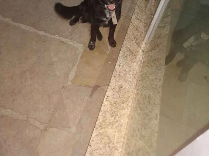 Cachorro raça Tipo collin idade 7 a 11 meses nome Amora