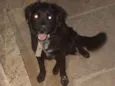 Amora