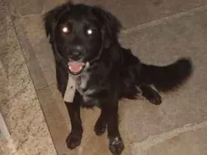 Cachorro raça Tipo collin idade 7 a 11 meses nome Amora