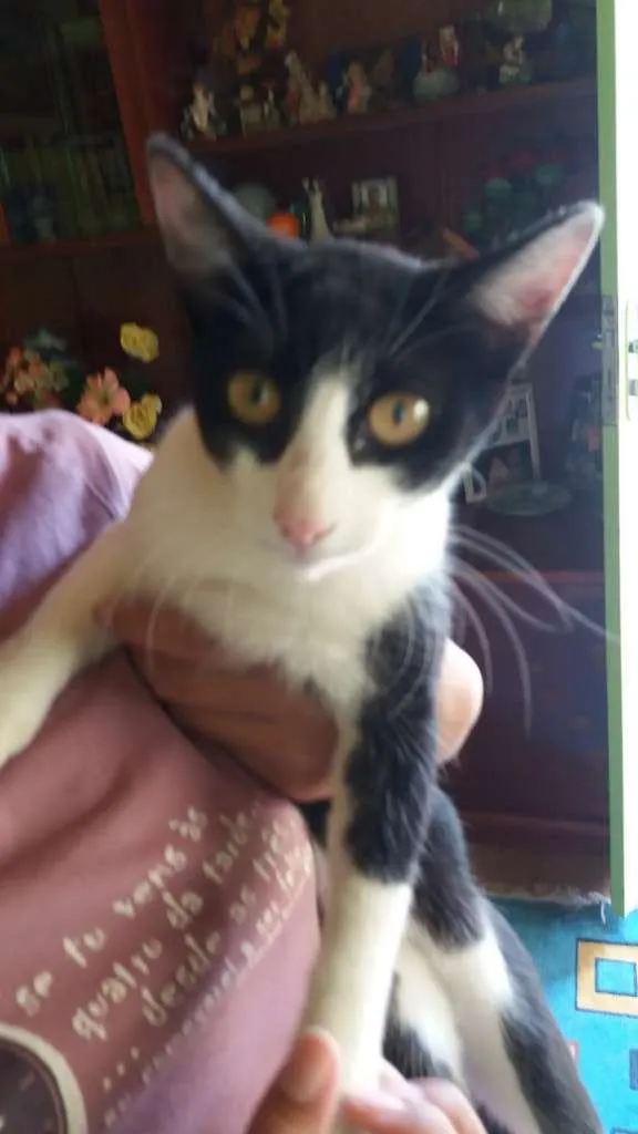 Gato ra a SRD idade 7 a 11 meses nome Sem nomes 