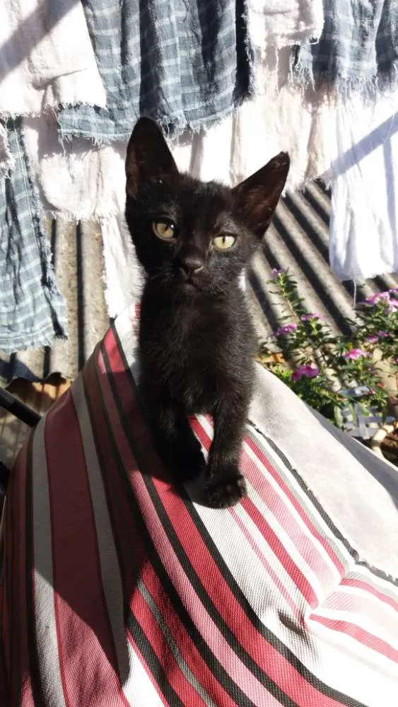 Gato ra a SRD idade 7 a 11 meses nome Sem nomes 