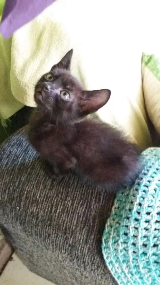 Gato ra a SRD idade 7 a 11 meses nome Sem nomes 