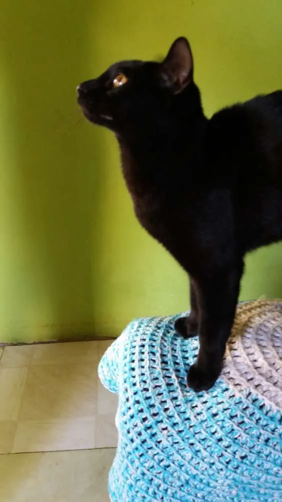 Gato ra a SRD idade 7 a 11 meses nome Sem nomes 