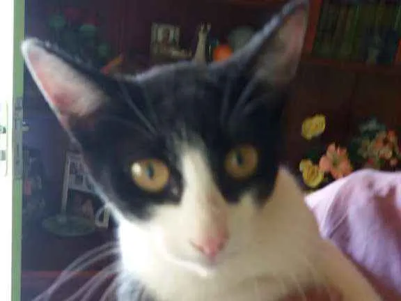 Gato ra a SRD idade 7 a 11 meses nome Sem nomes 