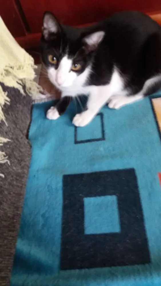 Gato ra a SRD idade 7 a 11 meses nome Sem nomes 