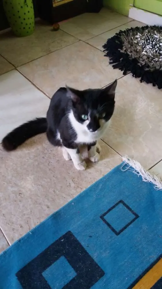 Gato ra a SRD idade 7 a 11 meses nome Sem nomes 