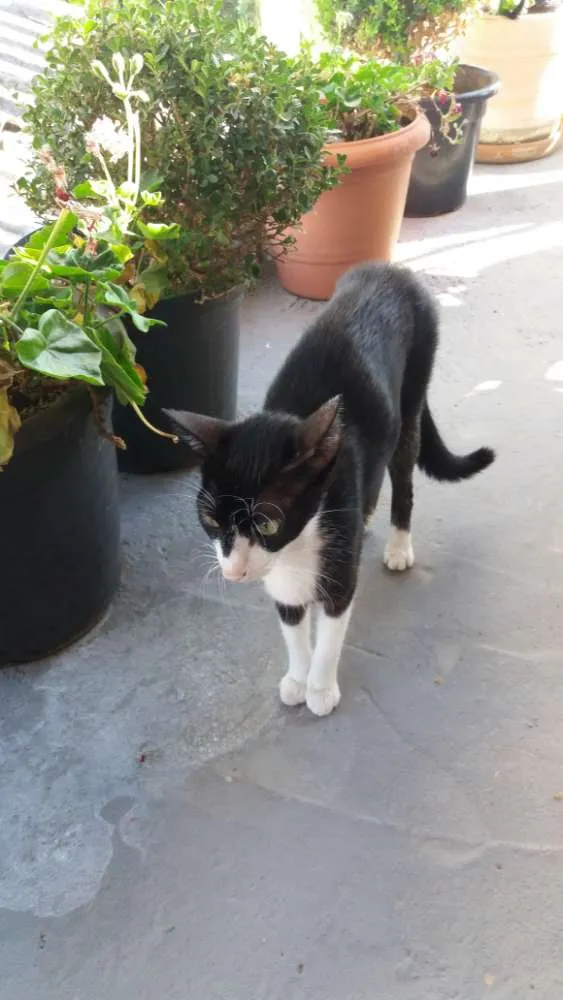 Gato ra a SRD idade 7 a 11 meses nome Sem nomes 