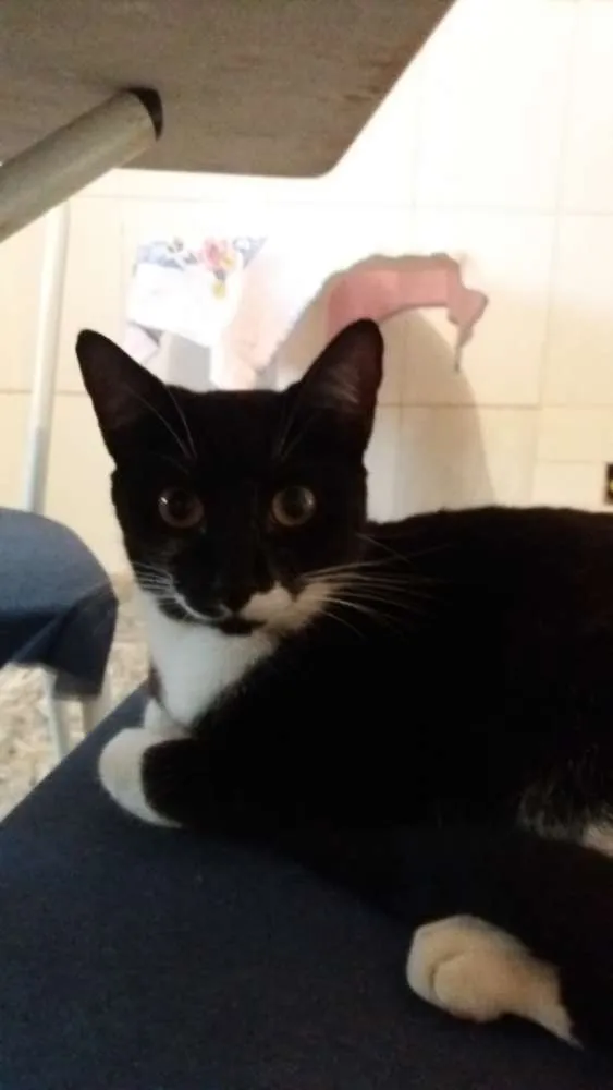 Gato ra a SRD idade 7 a 11 meses nome Sem nomes 