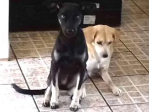 Cachorro raça srd idade 1 ano nome Pampa