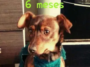 Cachorro raça Vira lata idade 1 ano nome Boby