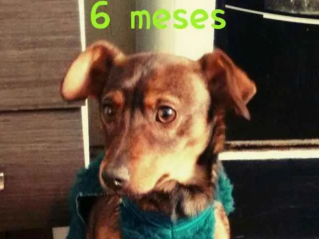Cachorro ra a Vira lata idade 1 ano nome Boby