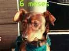 Cachorro raça Vira lata idade 1 ano nome Boby