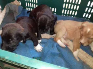 Cachorro raça Srd idade 2 a 6 meses nome Sem nome