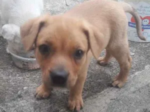 Cachorro raça SRD idade 2 a 6 meses nome Não tem