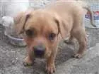 Cachorro raça SRD idade 2 a 6 meses nome Não tem