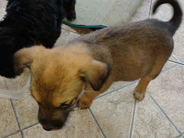 Cachorro ra a Mãe a raça poodle idade Abaixo de 2 meses nome Ainda não tem nome é
