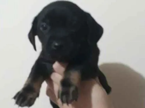 Cachorro ra a Srd idade Abaixo de 2 meses nome Bibis