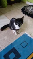 Cabeçudo